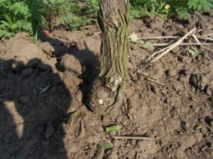 Ometač Orizzonti/LPV agro