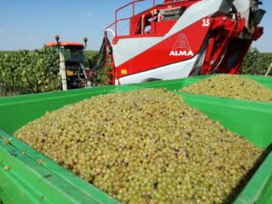 Kombajn na hrozny Alma Selecta/LPV agro