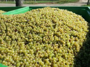 Alma Selecta 3.5 LPV agro sklizené bobule